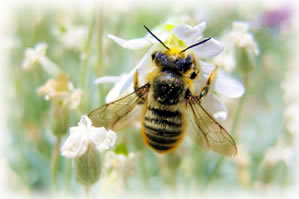 Poems & Readings - Pollen Halo