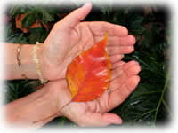 Autumn Leaf in Hands