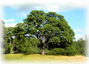 Oak Tree